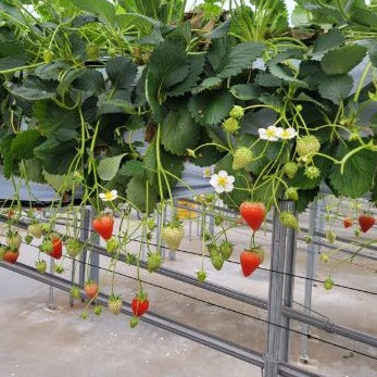 いちごドレッシング